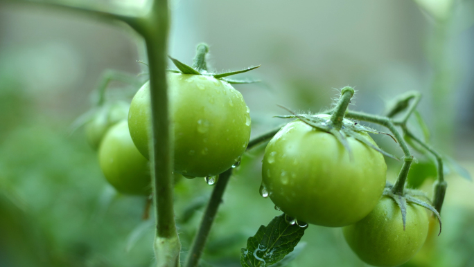 西红柿-青柿子-番茄-洋柿-绿色水滴果蔬