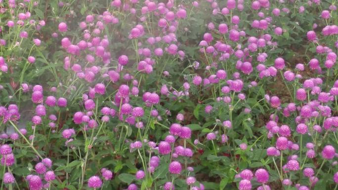 4K视频花圃自动化浇灌花卉