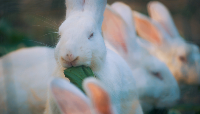 家兔肉兔兔子饲养丨4K丨原创实拍