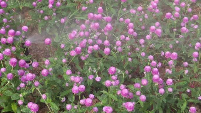 4K视频花圃自动化浇灌花卉