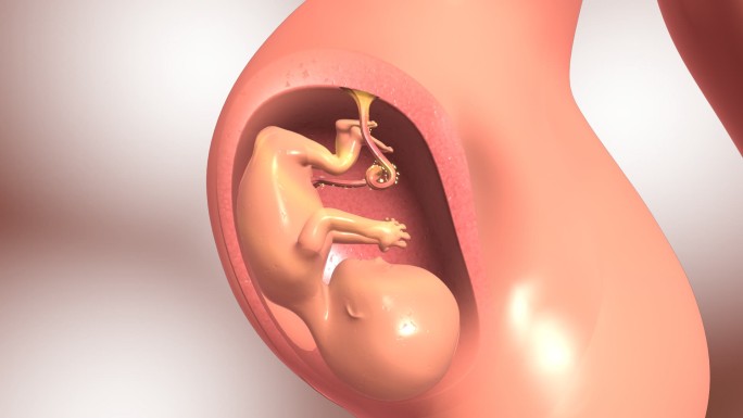 胎盘为胎儿提供营养