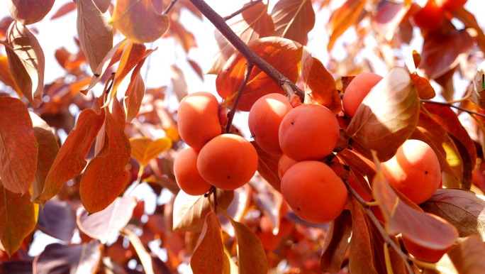 柿子-红柿子-柿子树-成熟的柿子-阳光下