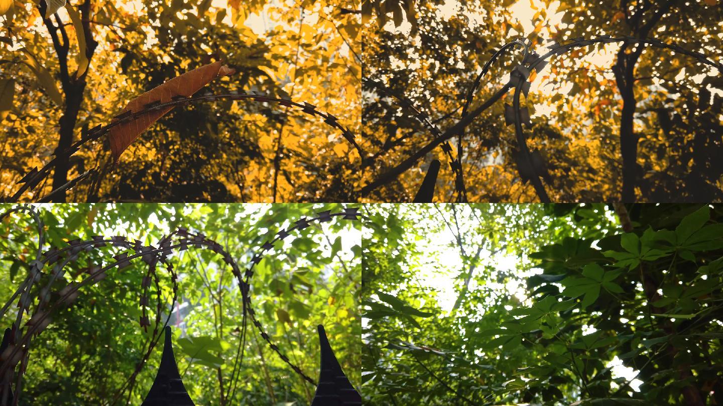 秋天移动树木视频素材