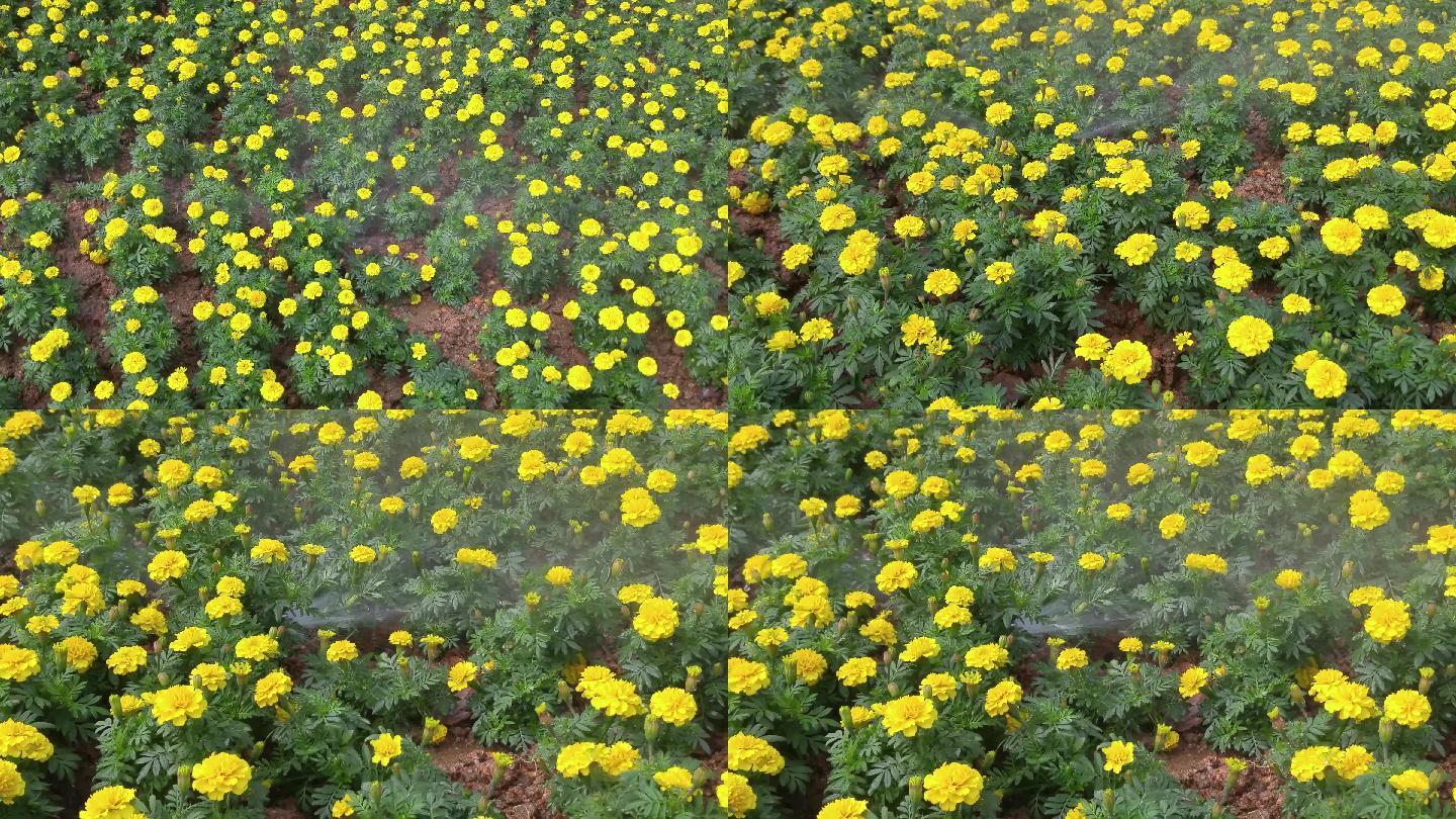 4K视频花圃自动化浇灌花卉