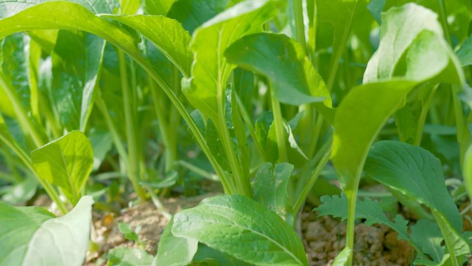 【原创】蔬菜种植