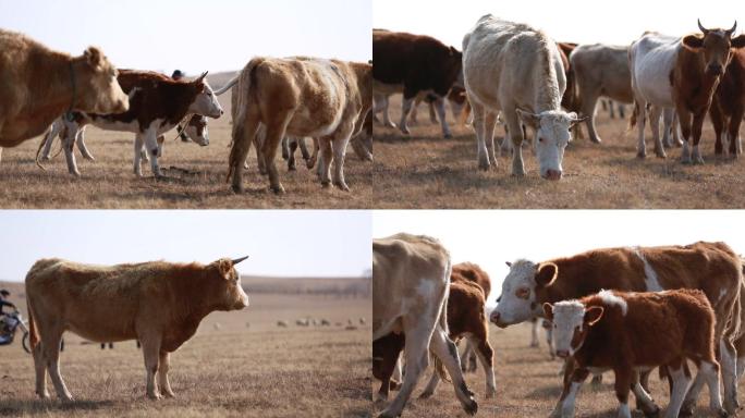 内蒙古草原牧牛