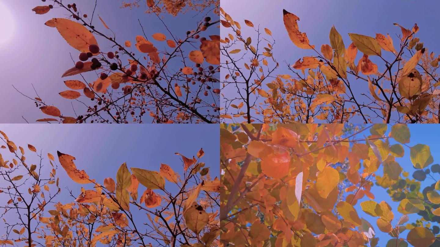 秋风吹动树叶