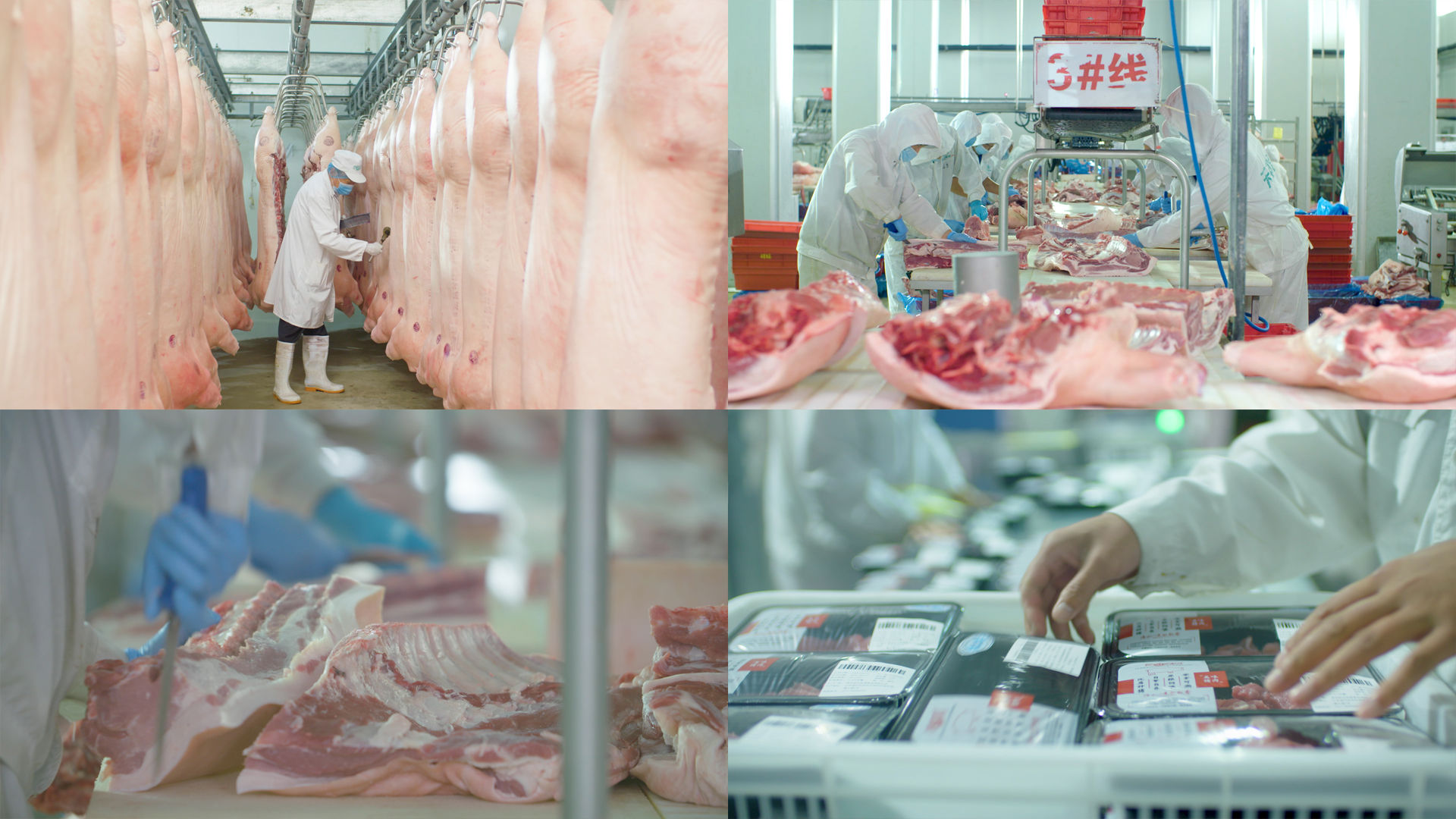 记者走进屠宰车间 见证“放心猪肉”生产全过程_辽宁频道_凤凰网