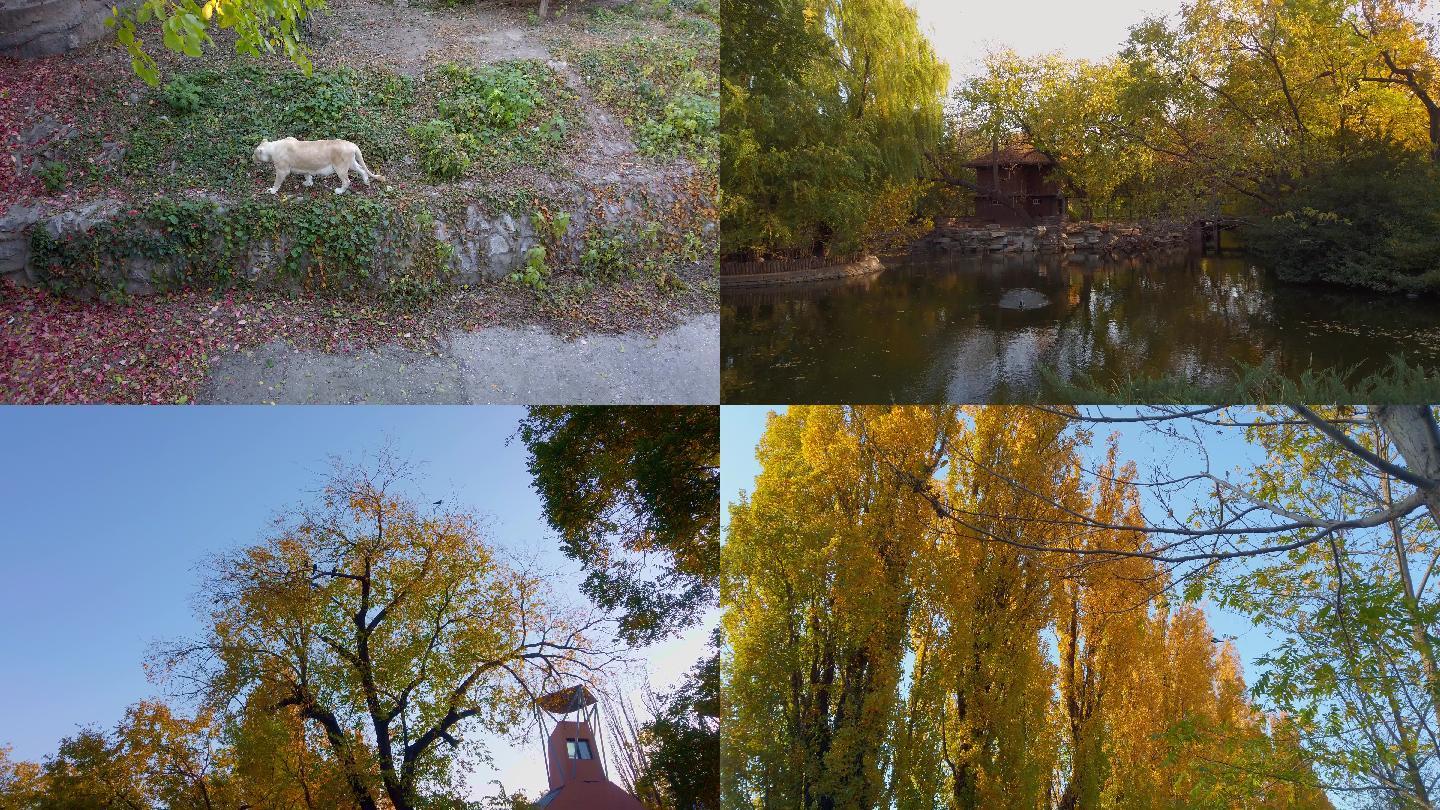 北京动物园的秋景