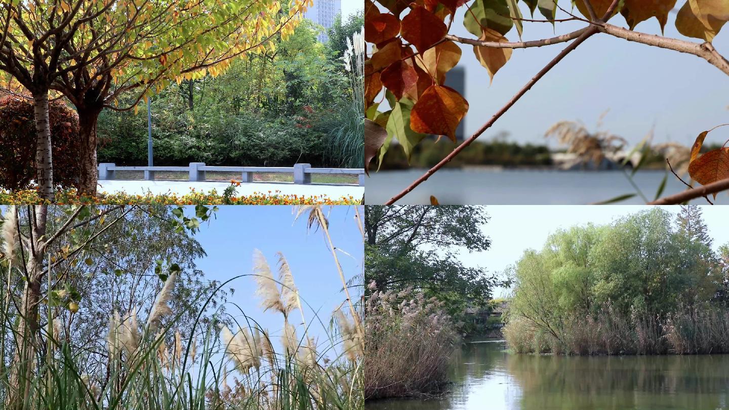 实拍公园秋天植物花朵黄树叶湖面柳树芦苇
