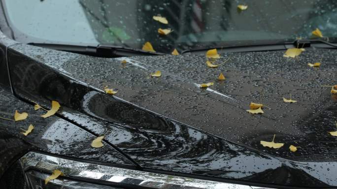 4K雨后汽车盖上的银杏落叶