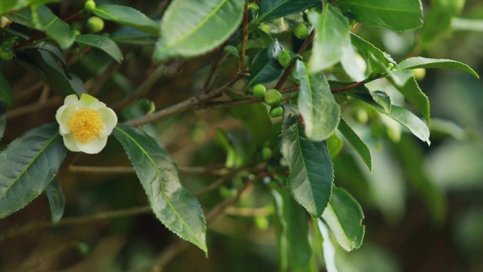 福鼎白茶茶山航拍延时