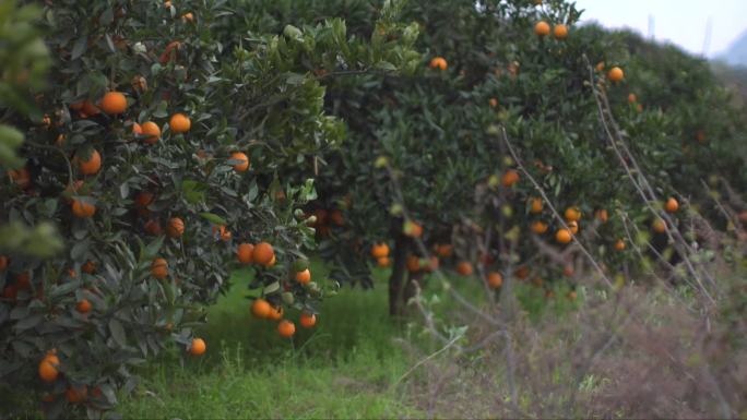 【4K高清原创】血橙橙子种植环境