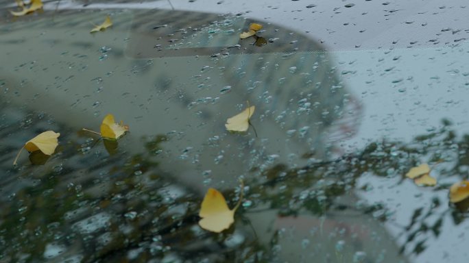 4K雨后的银杏落叶30