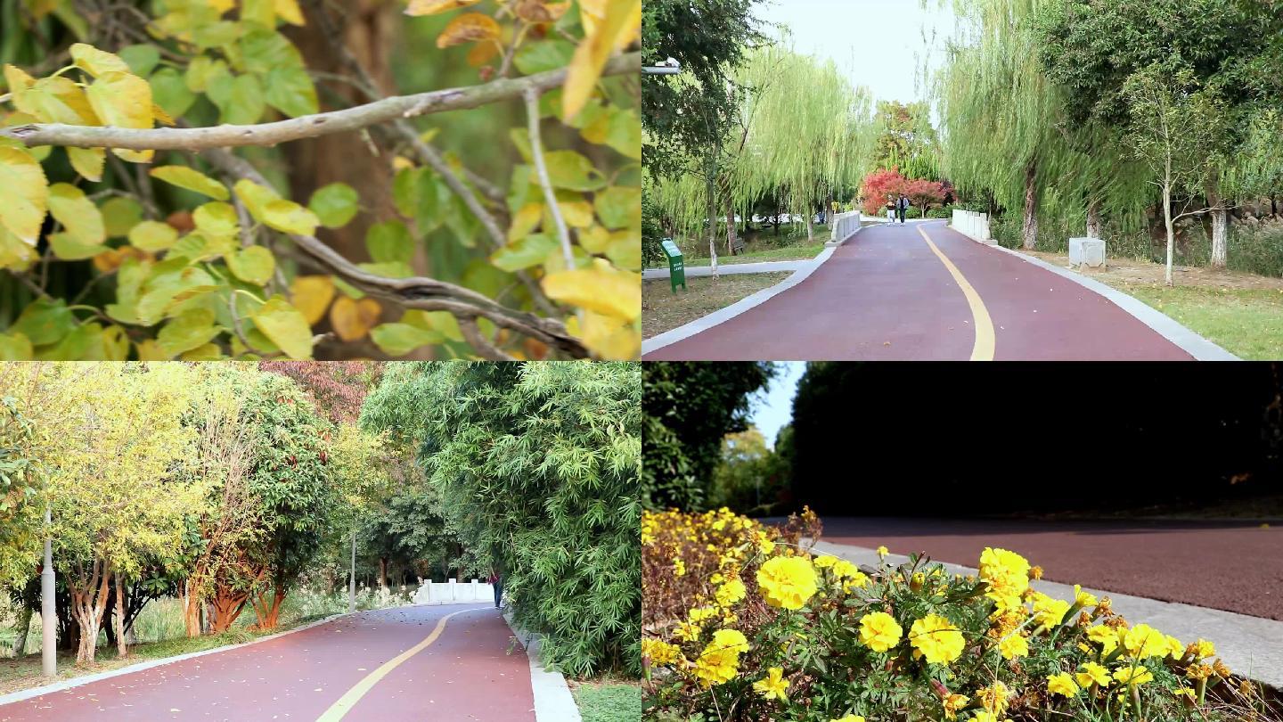 实拍秋天公园黄树叶花枫叶竹叶健身跑道