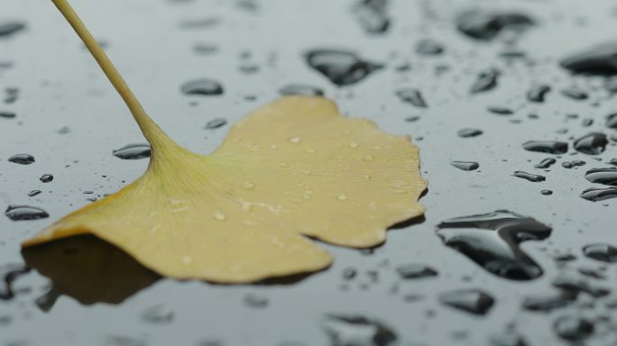 4K雨后的银杏落叶15