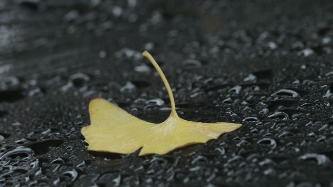 4K雨后的银杏落叶01