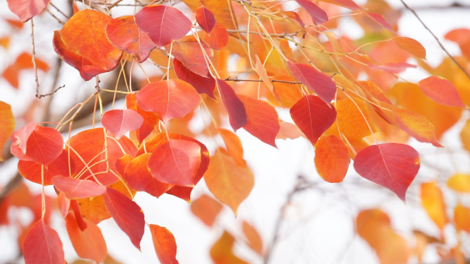 秋天的乌桕树--秋天美丽的红叶风景