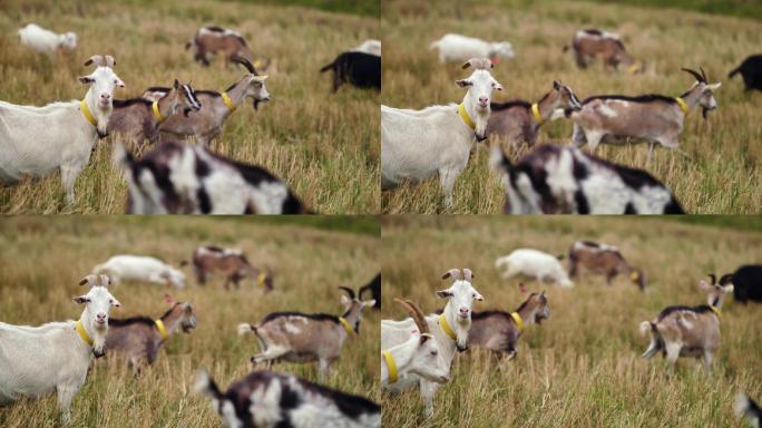 山羊吃草放牧畜牧业养殖草原放羊