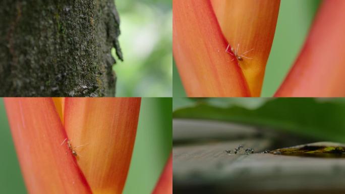 蚂蚁搬家昆虫动物植物树花瓣
