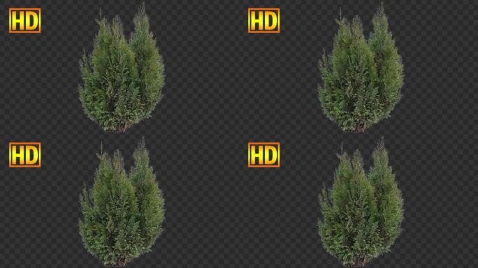 树木灌木景区绿化-带通道