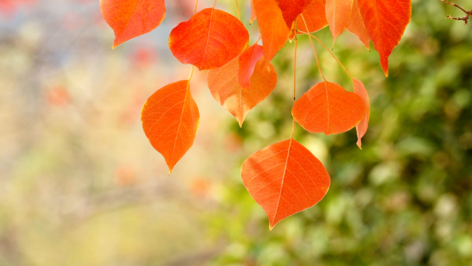 秋天乌桕红叶，秋意浓浓，唯美温馨浪漫