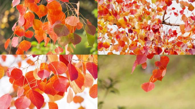 秋天乌桕红叶，秋意浓浓，唯美温馨浪漫