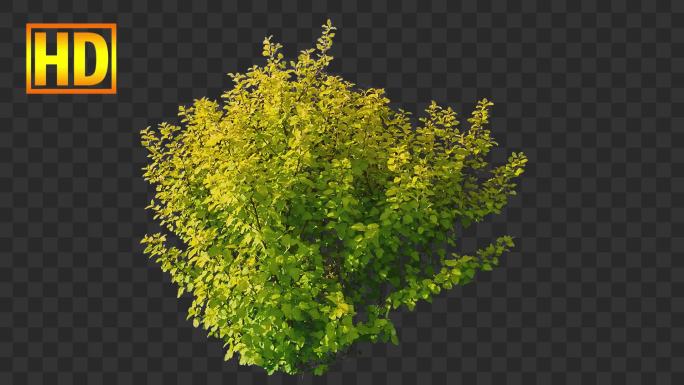 灌木树木摇摆-带通道