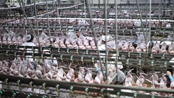 肉食加工场屠宰鸡肉