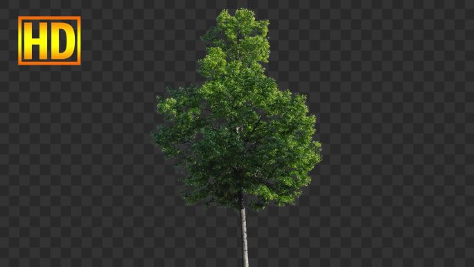 树木30-alpha通道