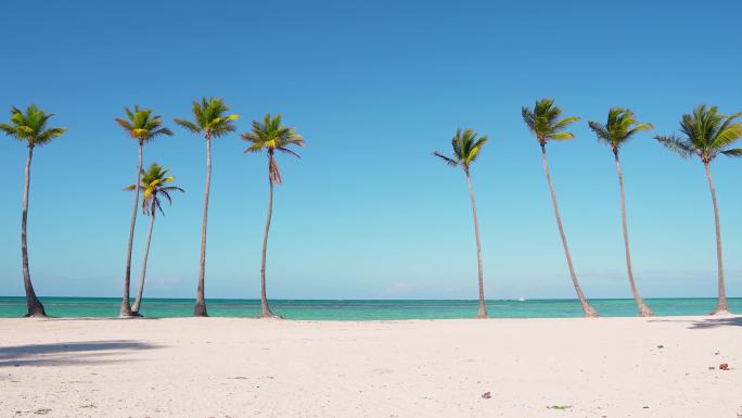 4K棕榈树蓝天白云海边沙滩