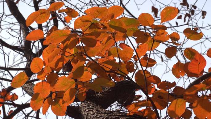 秋季自然风光山上的红叶4K视频