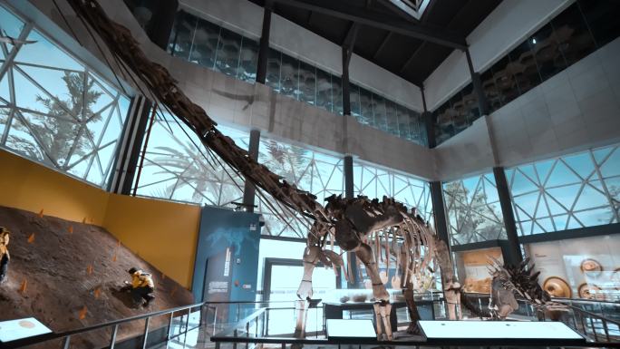 4K湖南地质博物馆恐龙化石