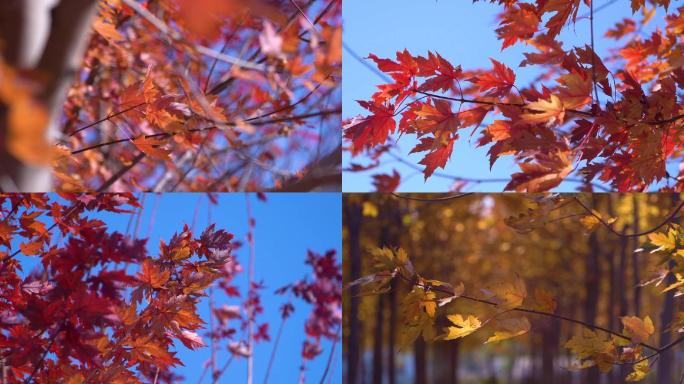 高清实拍红枫树叶视频素材