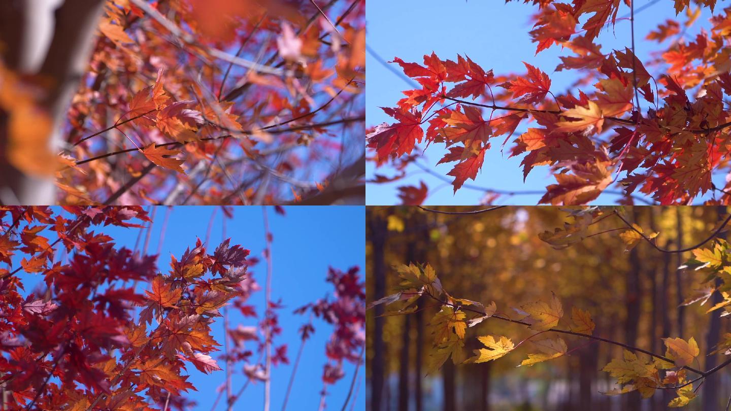 高清实拍红枫树叶视频素材