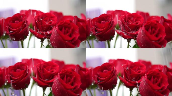 鲜花浇水玫瑰花月季水淋在鲜花上100帧
