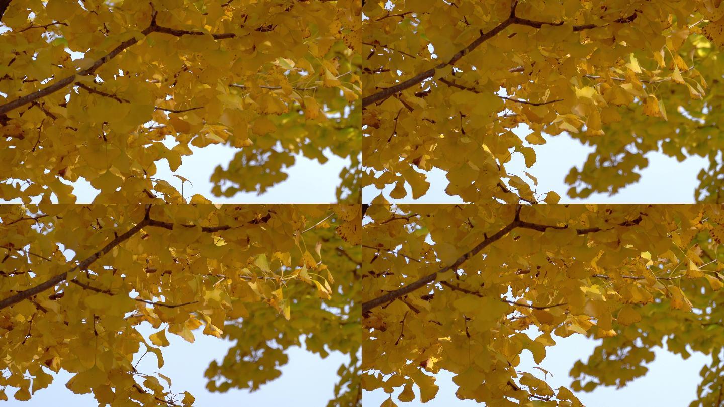 秋季金黄色的银杏叶4K视频