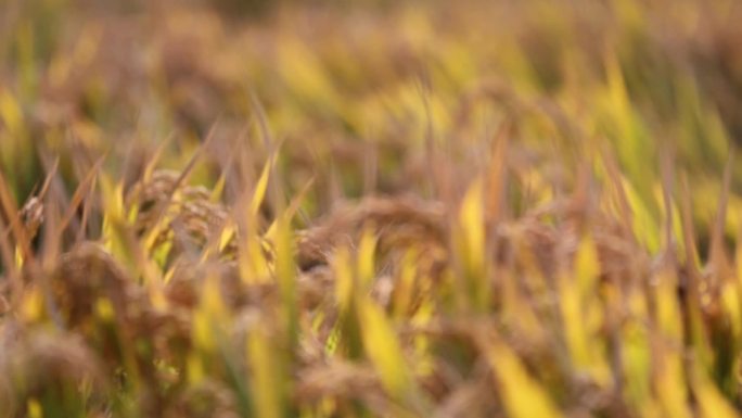 水稻成熟保护环境高清实拍素材
