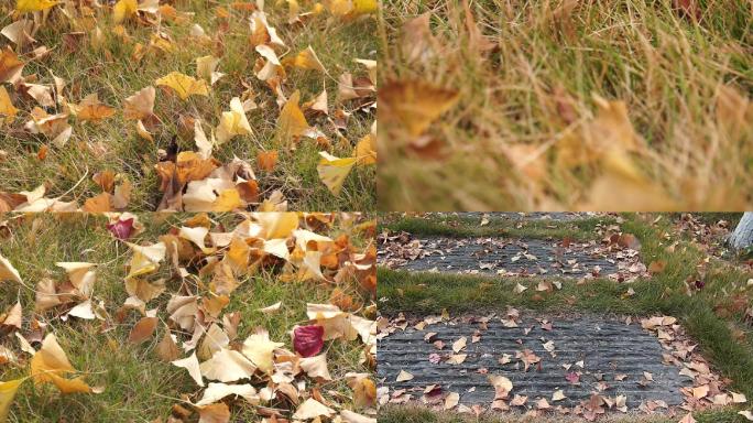 秋天的落叶，美丽的金秋风景