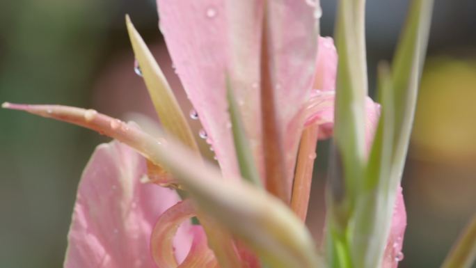 花瓣上的晨露露珠花朵花瓣水珠