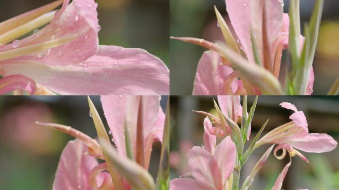 花瓣上的晨露露珠花朵花瓣水珠