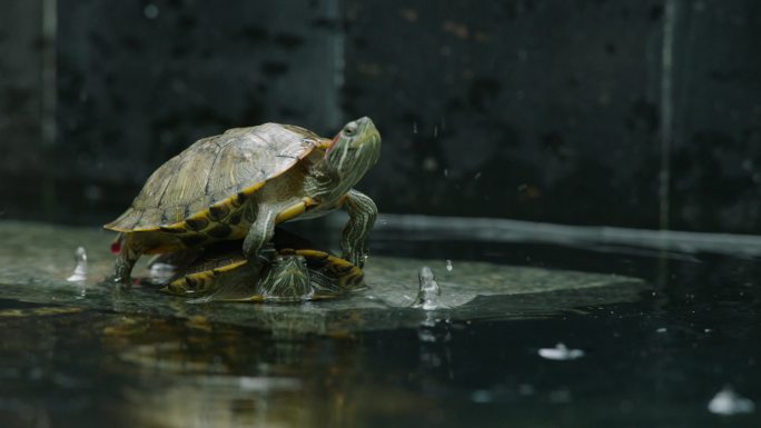 巴西红耳龟乌龟水池边栖息水动物