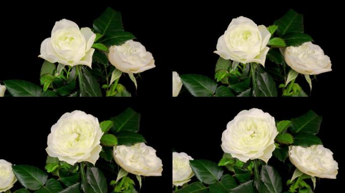 白玫瑰玫瑰花朵绽放浪漫