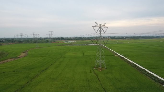 航拍农田水稻电力网高压线