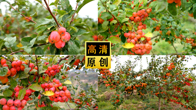 海棠果-水果-小苹果-农业水果-红色果子