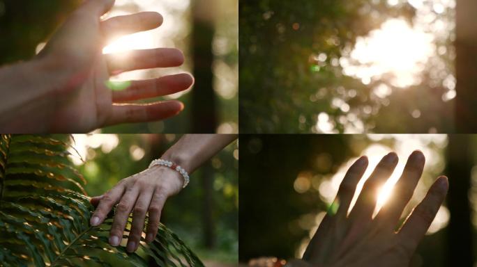 夕阳下的树林森林，手触摸太阳视频素材