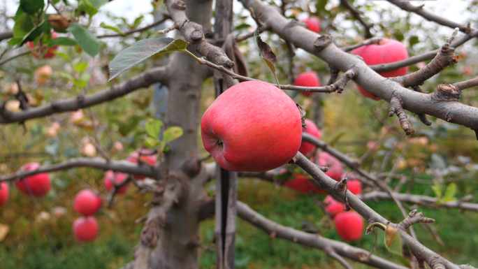 苹果-红富士-片红-老农民-有机种植苹果