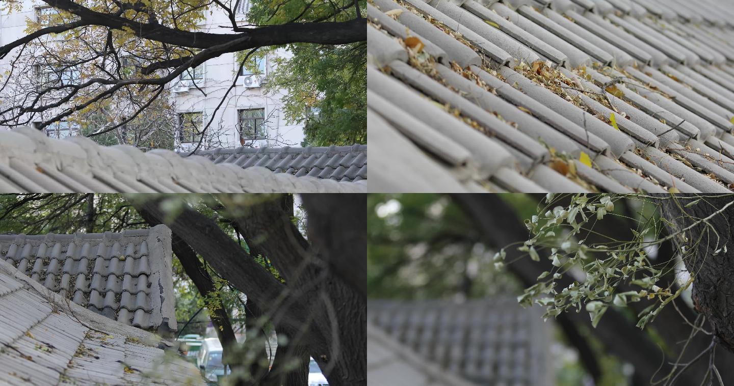 清华校园老建筑，屋顶瓦片，特写秋天的落叶