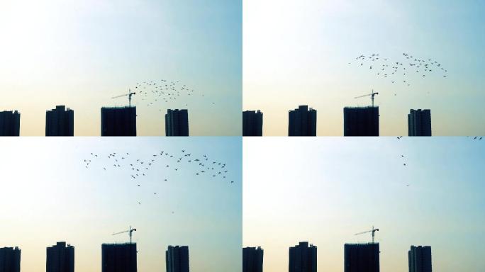 鸽子蓝天飞翔慢动作