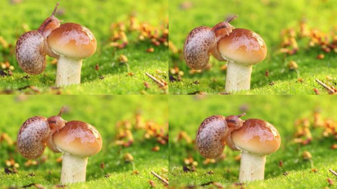 4K户外草丛蘑菇蜗牛绿色植物